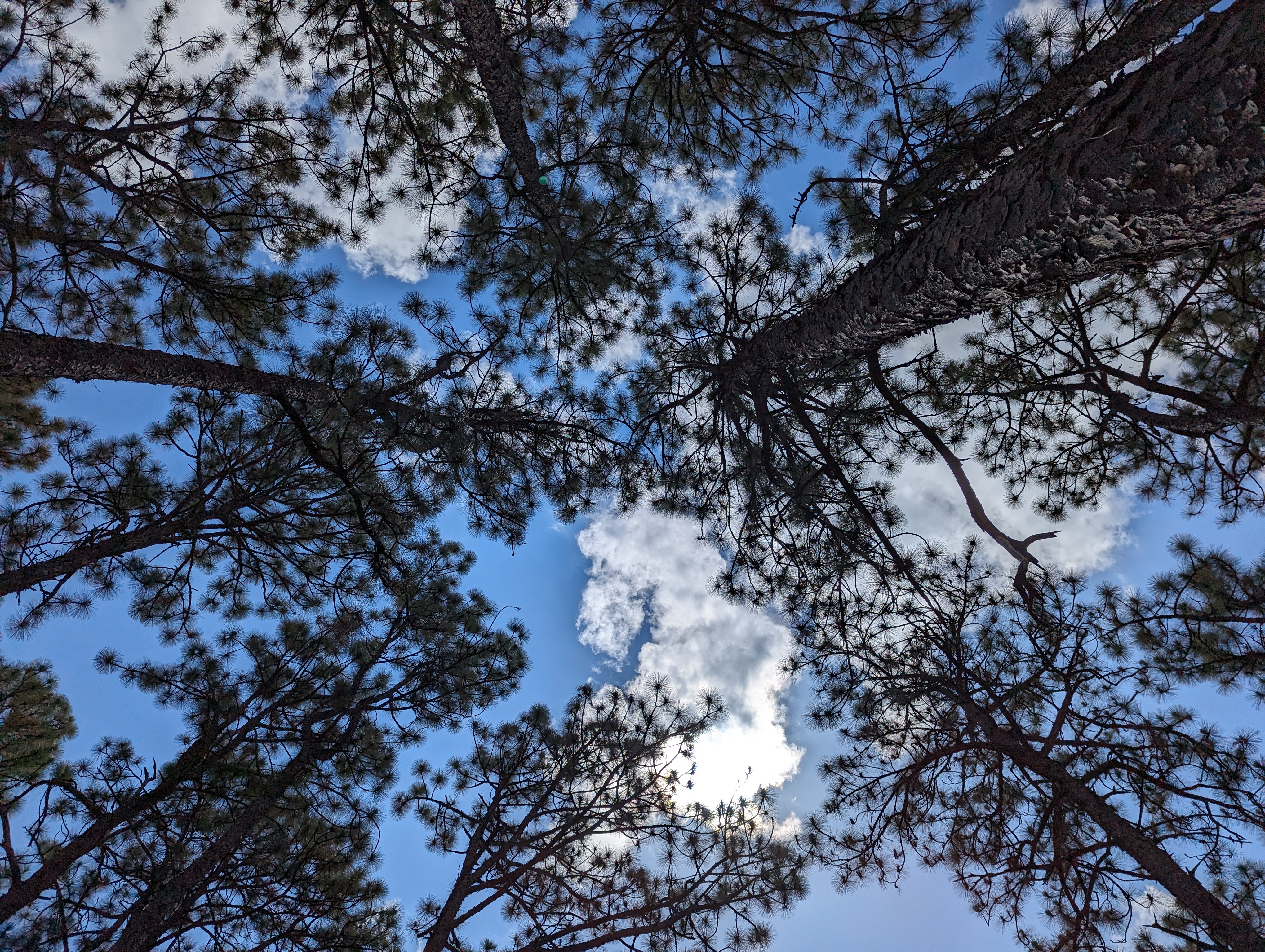 The pine trees at summer camp in South Carolina