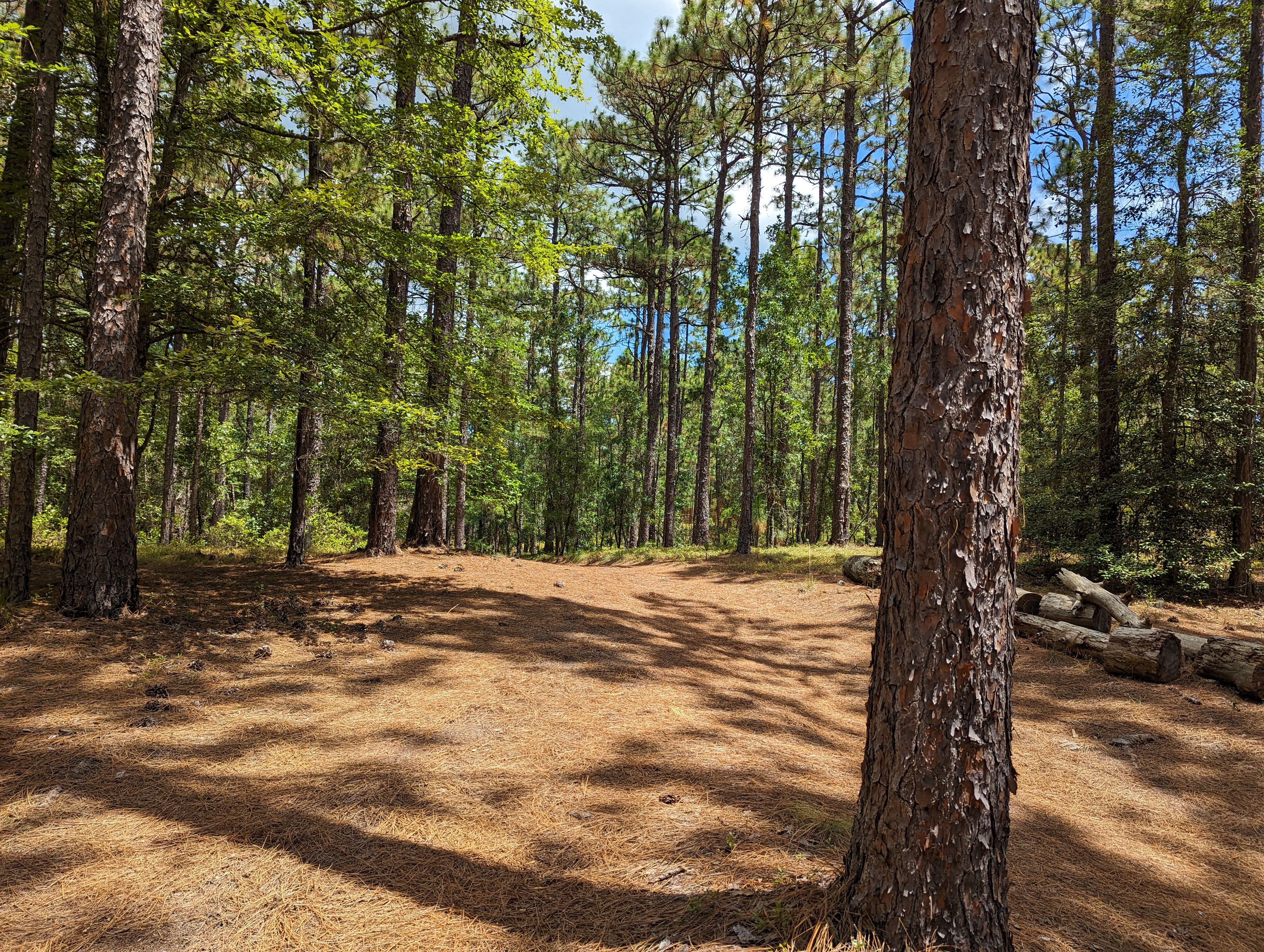 The woods at summer camp in South Carolina