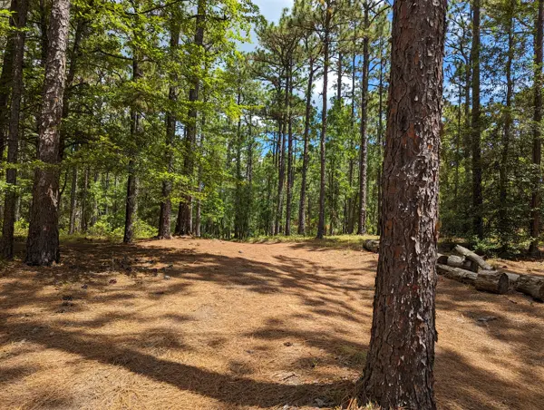 The woods at summer camp in South Carolina